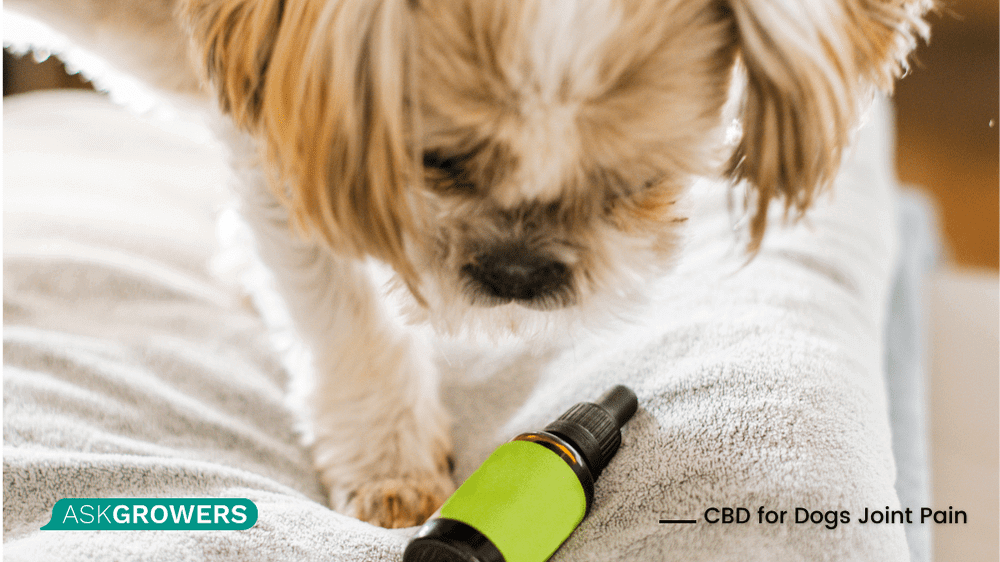 CBD for dogs hip and joint